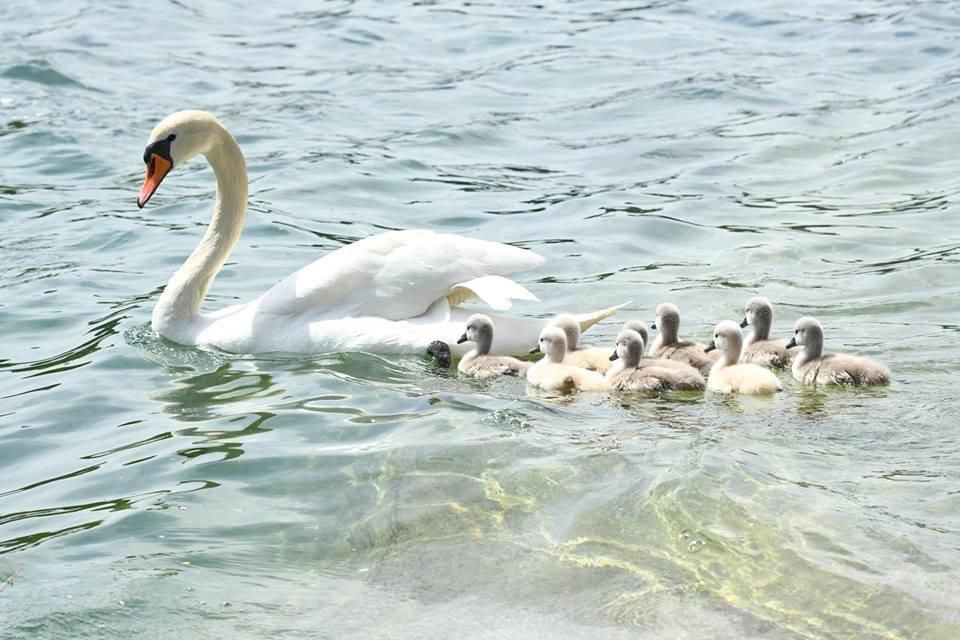 La Faute Aux Bateaux Gonflables Prives De Rive 15 Bebes Cygnes Meurent De Fatigue Minutes