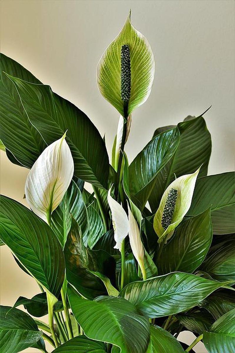 Vigilance Les Plantes Toxiques Et Non Toxiques Pour Les Animaux Domestiques Minutes Vigilance Les Plantes Toxiques Et Non Toxiques Pour Les Animaux Domestiques Minutes