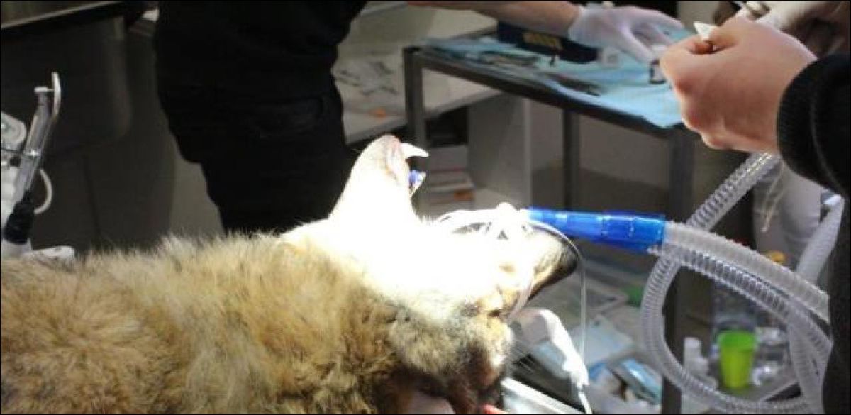 Se Jeter Dans La Gueule Du Loup Vaud: Quand le dentiste se jette dans la gueule du loup - 20 minutes