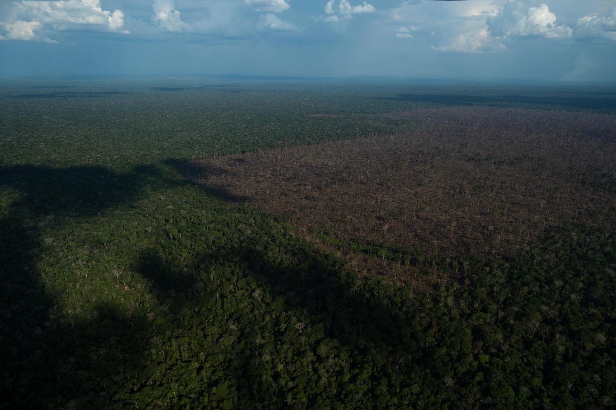 Bresil En Octobre La Deforestation En Amazonie A Atteint Des Records Minutes