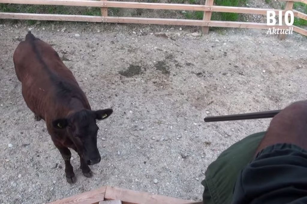 So funktioniert eine Weideschlachtung