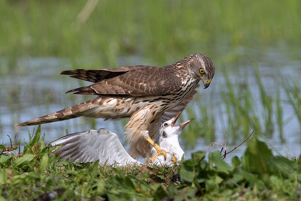 Habicht rupft Möwe bei lebendigem Leib | Basler Zeitung