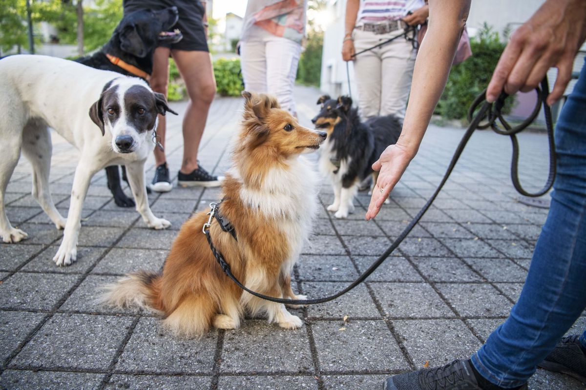Accidents par morsure de chien En douce, la SPA met fin