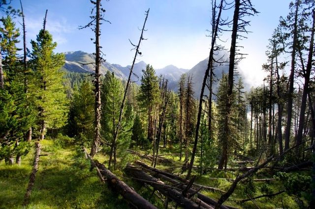 Wie Europas W lder Dem Klimawandel Trotzen Berner Zeitung
