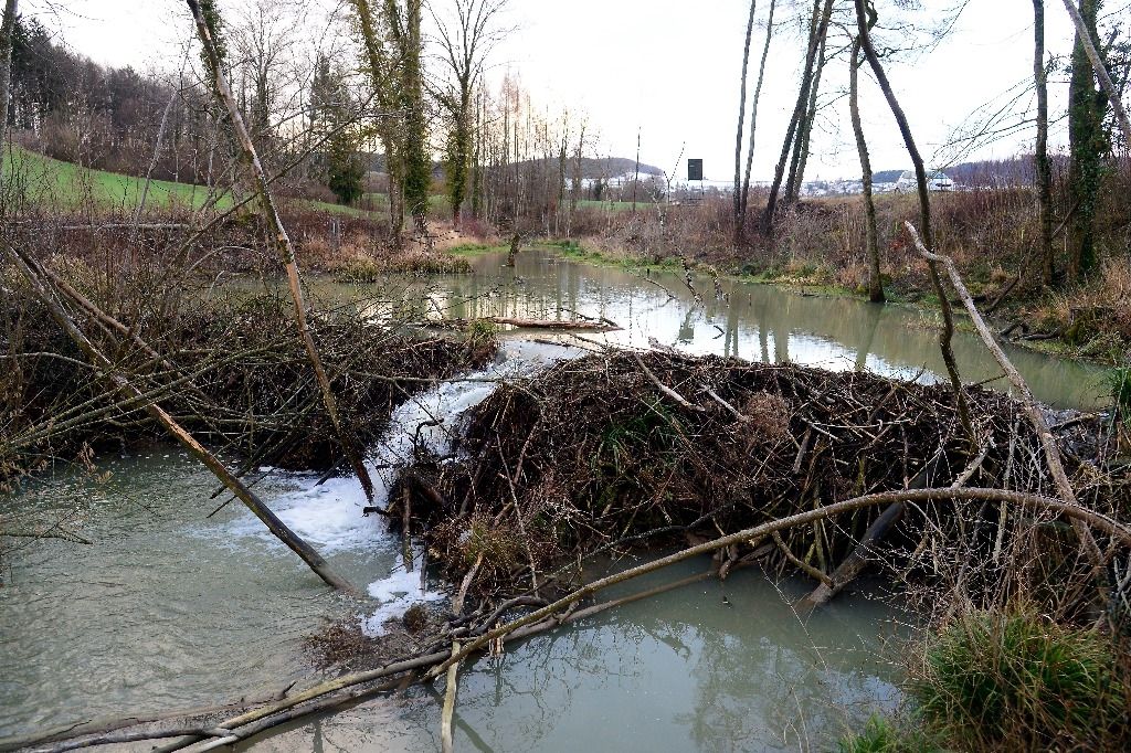 Biber bauen am Irchel eindrückliche Dämme | Der Landbote
