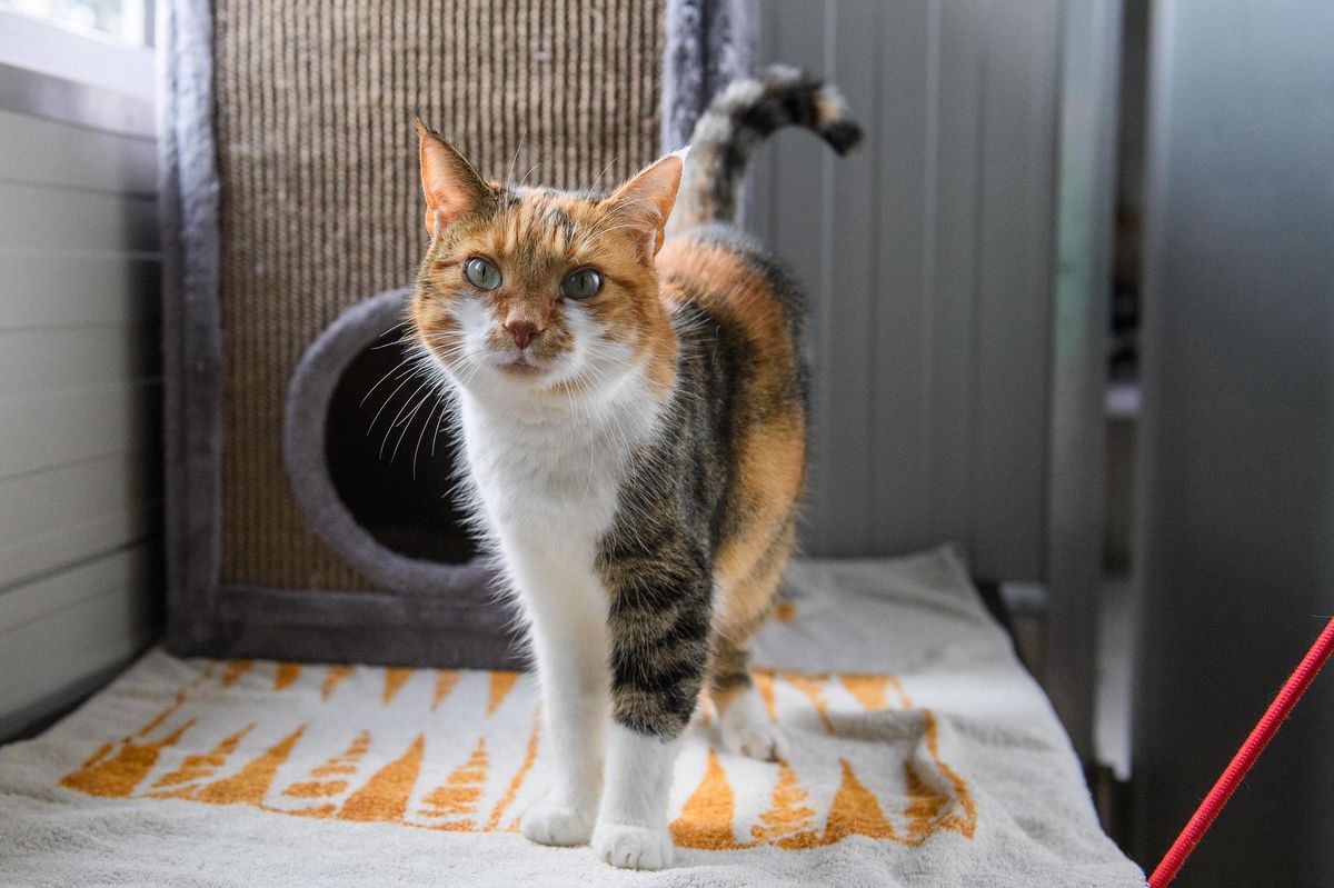 Tiervermittlung – Liebevolles Zuhause gesucht - Vimarsana News
