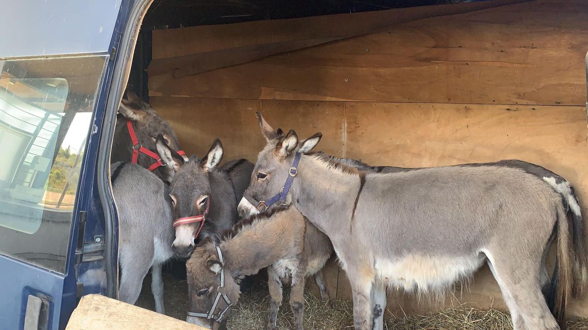 Rheinfelden, 30. August 2021: Die Eidgenössische Zollverwaltung stoppte am Grenzügergang Rheinfelden einen Esel-Schmuggel. Für die sechs Tiere lagen keine gültigen Papiere vor, weshalb die Einreise verweigert wurde. Der Fahrer des Lieferwagens mit französischem Kennzeichen zeigte sich aber nicht einsichtig. Rheinfelden, 30. August 2021: Die Eidgenössische Zollverwaltung stoppte am Grenzügergang Rheinfelden einen Esel-Schmuggel. Für die sechs Tiere lagen keine gültigen Papiere vor, weshalb die Einreise verweigert wurde. Der Fahrer des Lieferwagens mit französischem Kennzeichen zeigte sich aber nicht einsichtig.