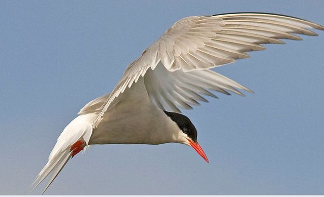 Ornithologie: Des sternes arctiques sur les rives du Lac de Neuchâtel