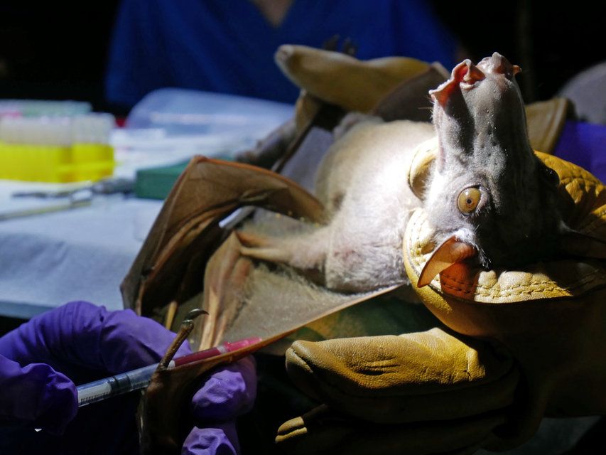 Der gefährlichste Teil der Untersuchung. Aus einer Vene im Flügel des Hammerkopfes nimmt Munster eine Blutprobe.