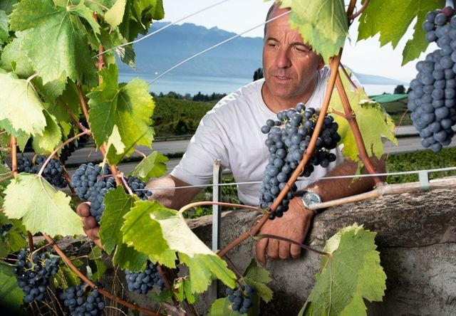 La Maturite Des Raisins Va Precipiter Les Vendanges 24 Heures