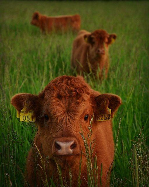 Tendresse Adorables Bebes Des Highlands Le Matin