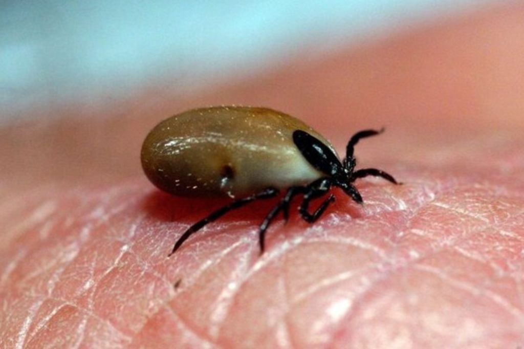 Suisse Il faut mieux contrôler les piqûres de tique Tribune de Genève