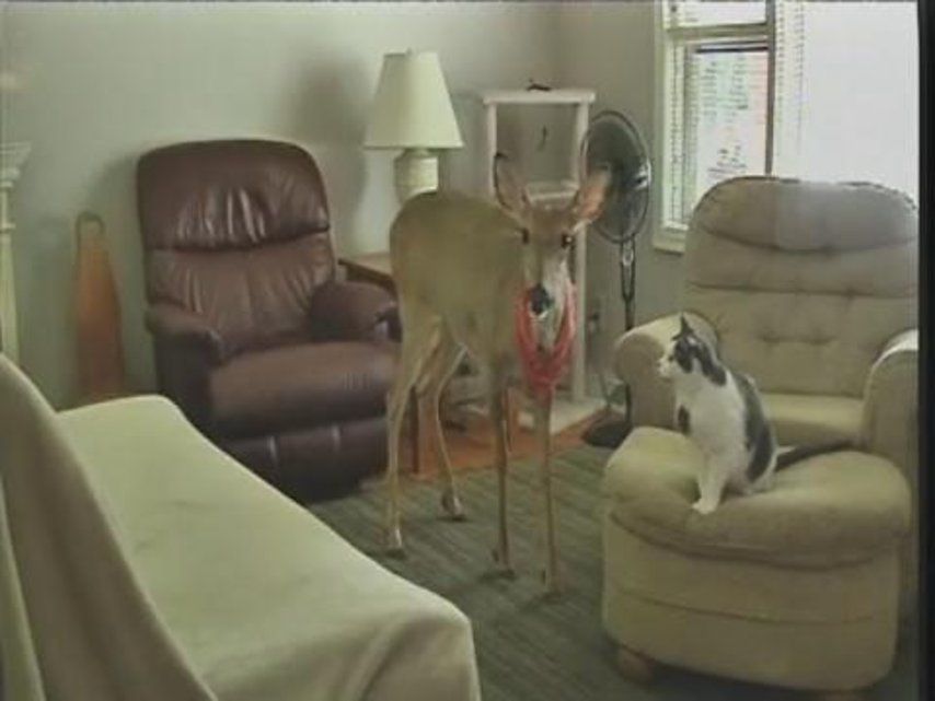 Etats Unis Lilly La Biche Va Rester Avec Ses Parents Adoptifs Le Matin