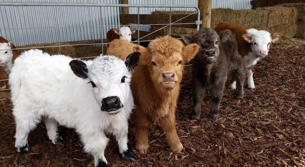 Tendresse Adorables Bebes Des Highlands Le Matin