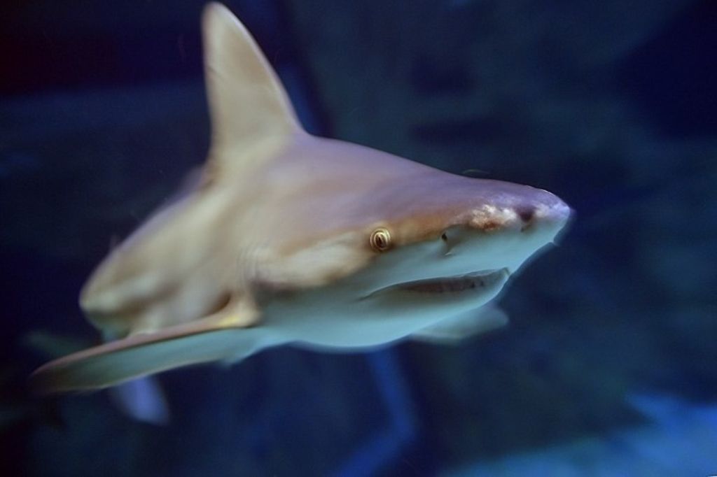 Egypte Touriste tchèque tué par un requin en mer Rouge 24 heures
