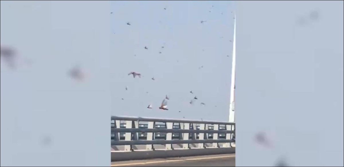 Distribution De Et Le Ciel S'assombrit Région du Golfe Persique : Une nuée de criquets assombrit le ciel - 20