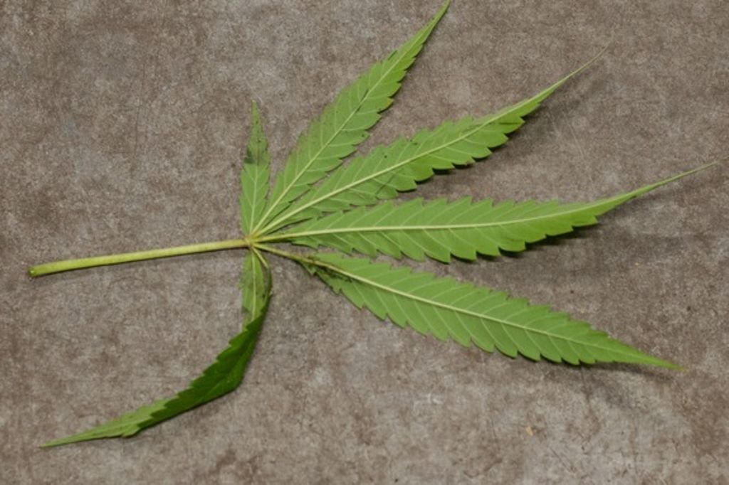 Berne favorable à un cannabis médical