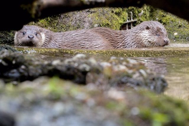 Biodiversité La loutre est à nouveau présente au Tessin