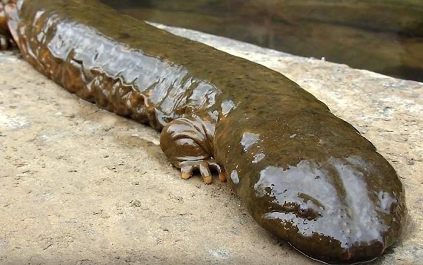 Environnement Animaux Moches Victimes De Discrimination Minutes Environnement Animaux Moches Victimes De Discrimination Minutes