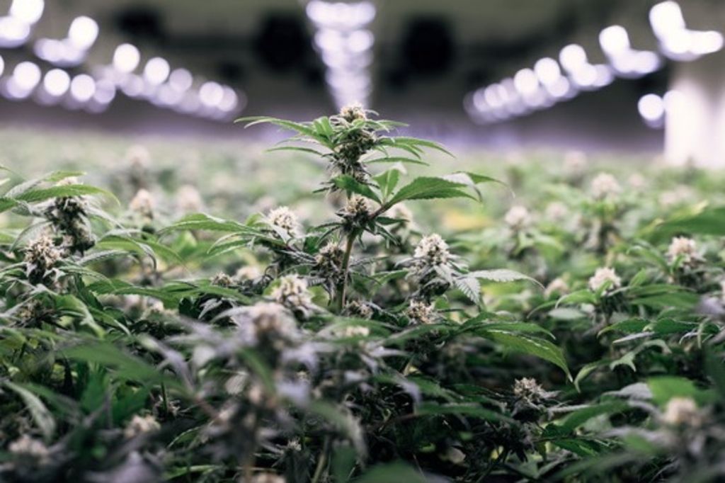 Pincés après avoir volé du CBD dans une serre