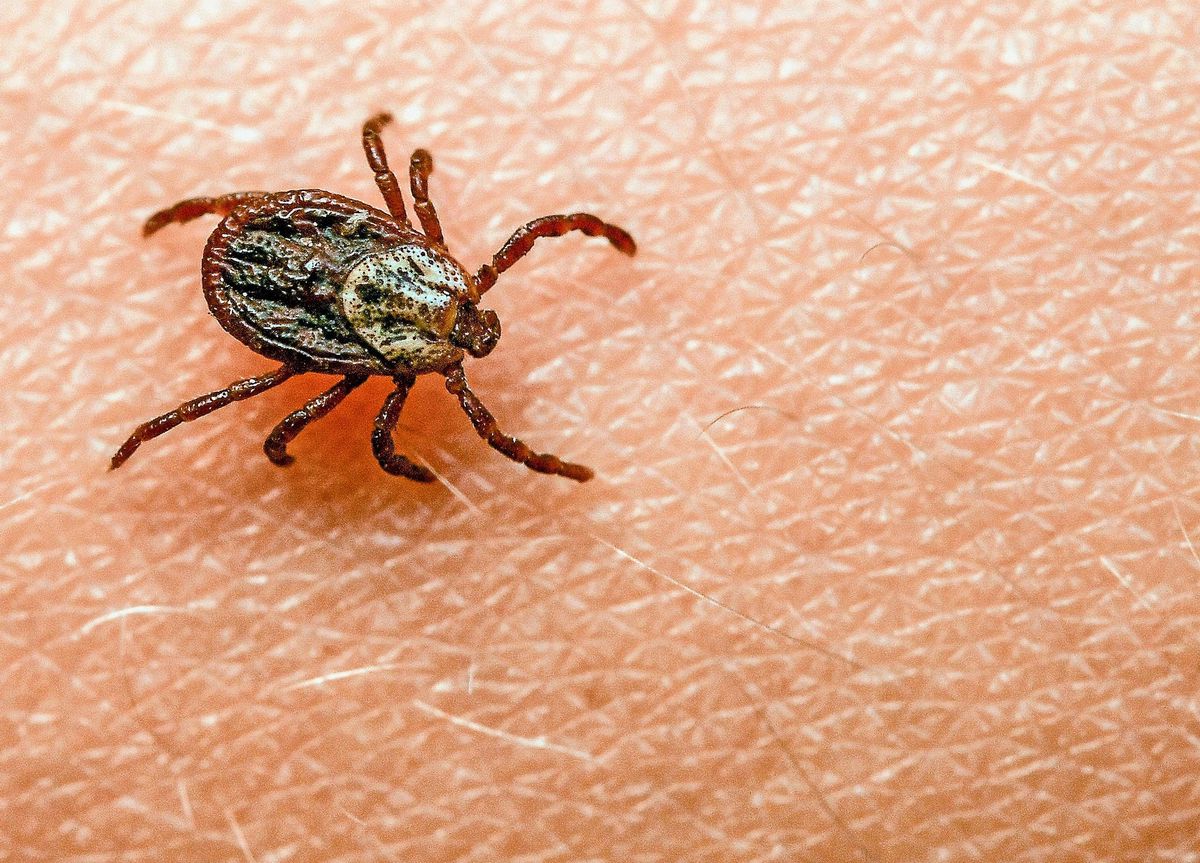Crise Du Coronavirus Toutes Les Maladies Infectieuses Ont Recule Sauf Celles Liees Aux Tiques Tribune De Geneve Crise Du Coronavirus Toutes Les Maladies Infectieuses Ont Recule Sauf Celles Liees Aux Tiques Tribune De Geneve