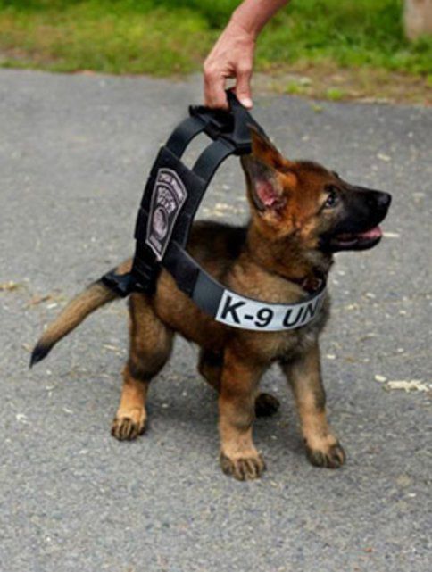 En Images Ces Chiots Apprentis Policiers Sont A Croquer Le Matin