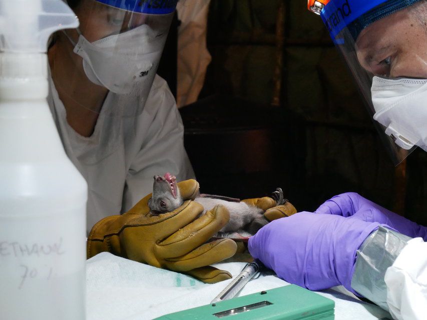 Die Forscher Vincent Munster und Sarah Olson untersuchen in einem improvisierten Labor im Urwald im Kongo eine Fledermaus.