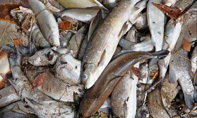 Nun hat das Fischsterben im Rhein begonnen | Tages-Anzeiger