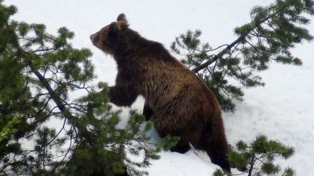 Grisons – L'ours M13 s’invite à table et mange des pommes de terre