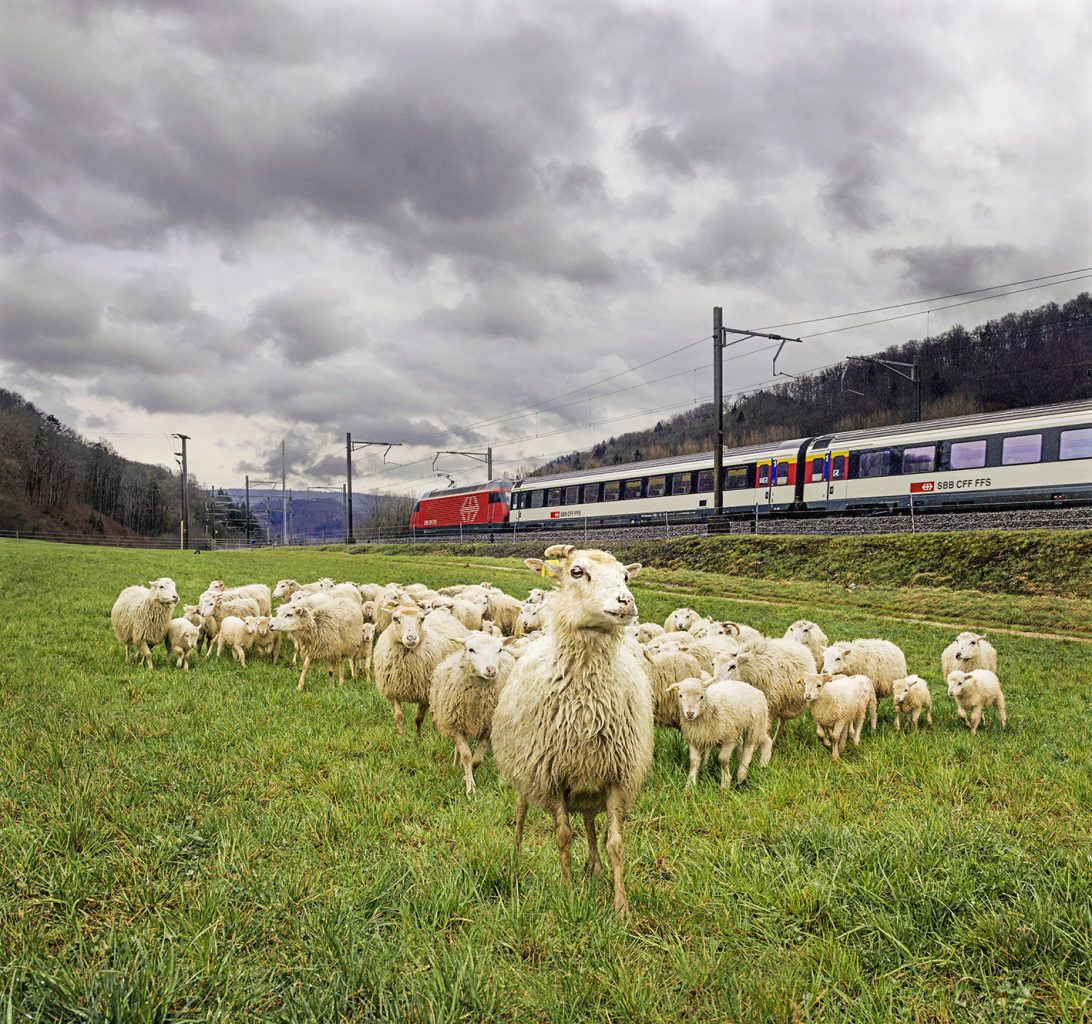 Leitschaf Bruna mit ihrer Herde: Bei den Tieren handelt es sich um SBB-Angestellte. 