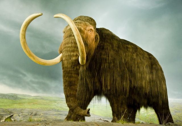 C était Au Temps Des Mammouths Laineux