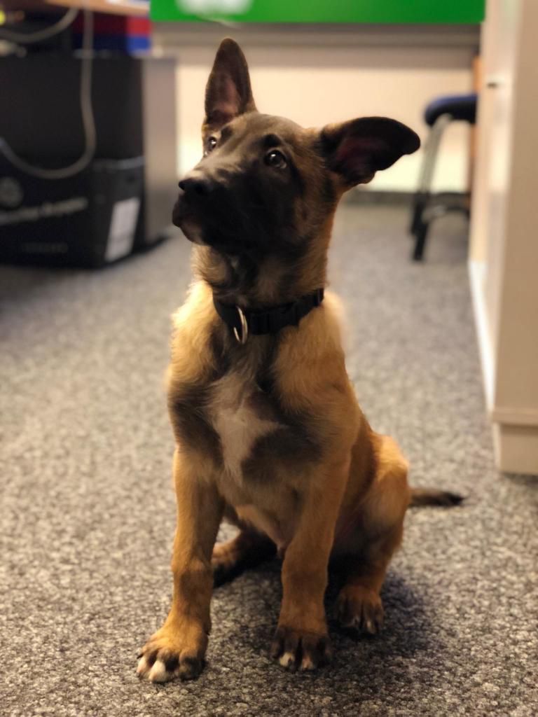 Romandie Des Apprentis Sniffeurs Ont Rejoint Les Polices Minutes