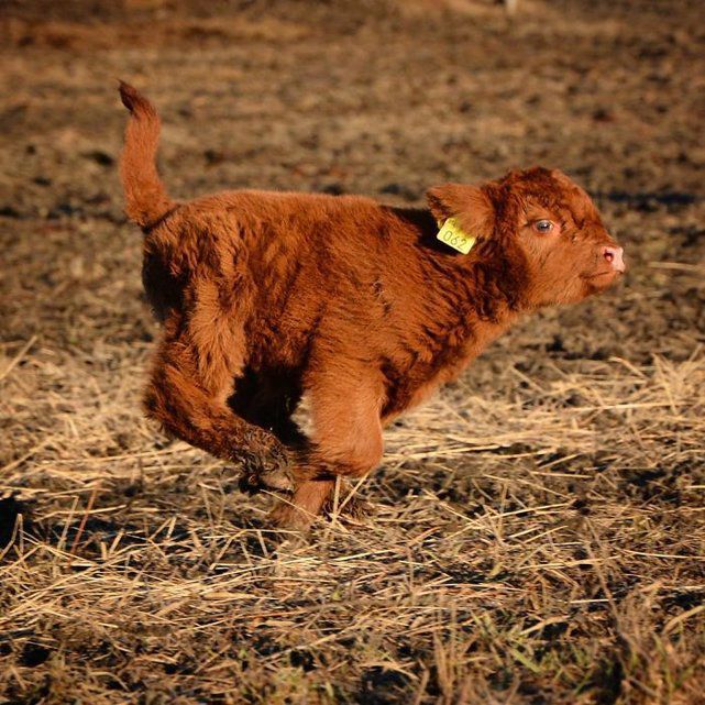 Tendresse Adorables Bebes Des Highlands Le Matin