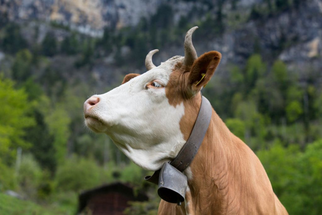 A Quoi Servent Les Cloches Des Vaches Votations 25 novembre – Vaches à cornes: «On vit la théorie du don
