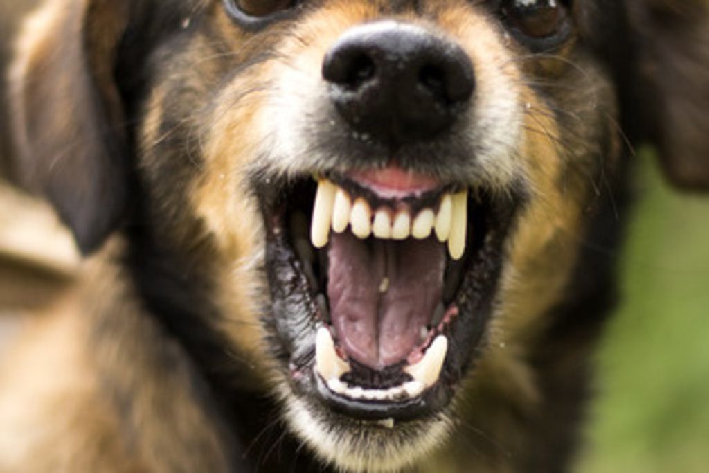 France Le petit garçon mordu par