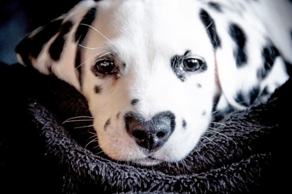 Trop Chou Un Dalmatien Qui A Le Cœur Au Milieu De La Figure Le Matin