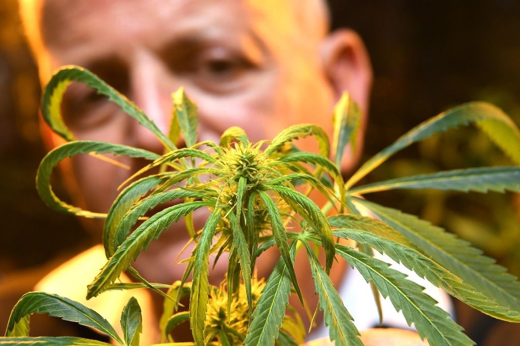 Le cannabis médicinal pourra s'exporter