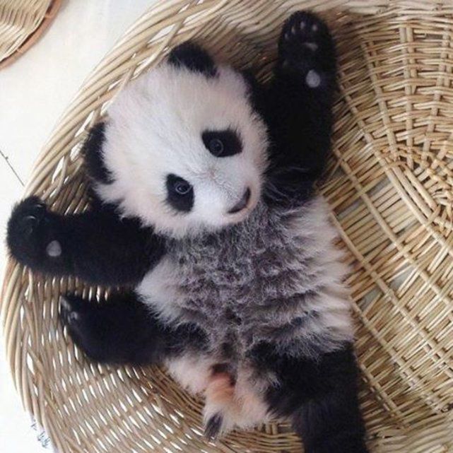 Adorables Des Bebes Animaux Vraiment Trop Mignons Le Matin