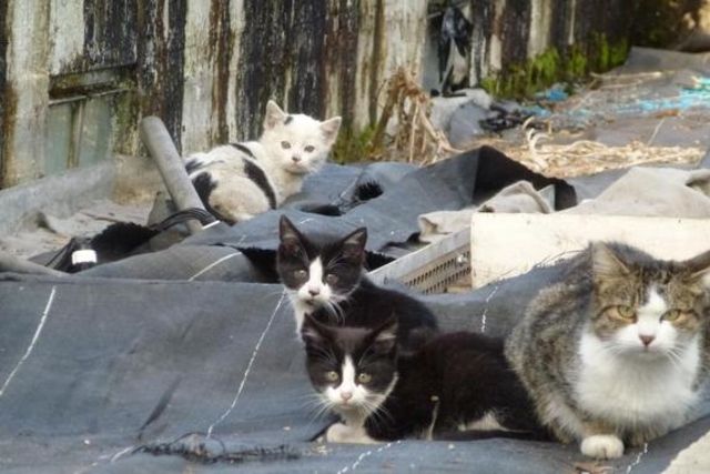 Eine Kolonie verwilderter Katzen hat sich bei der Gockhauser Gärtnerei am Zürcher Stadtrand eingenistet. Foto: Netap (PD)