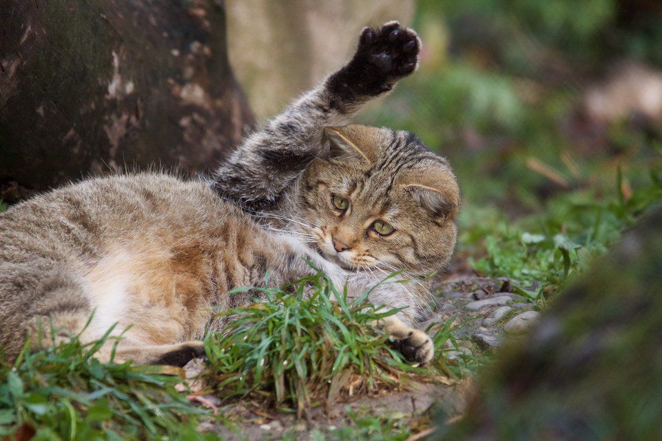 Le Chat Sauvage Souffre Douleur Du Climat Tribune De Geneve Le Chat Sauvage Souffre Douleur Du Climat Tribune De Geneve