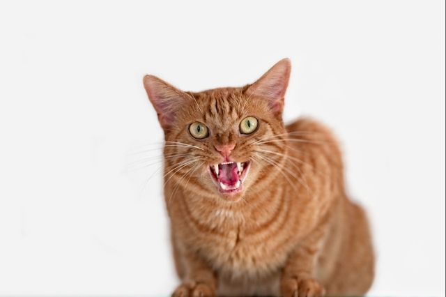 Sante Mordu Par Un Chat Au Maroc Il Meurt De La Rage Le Matin