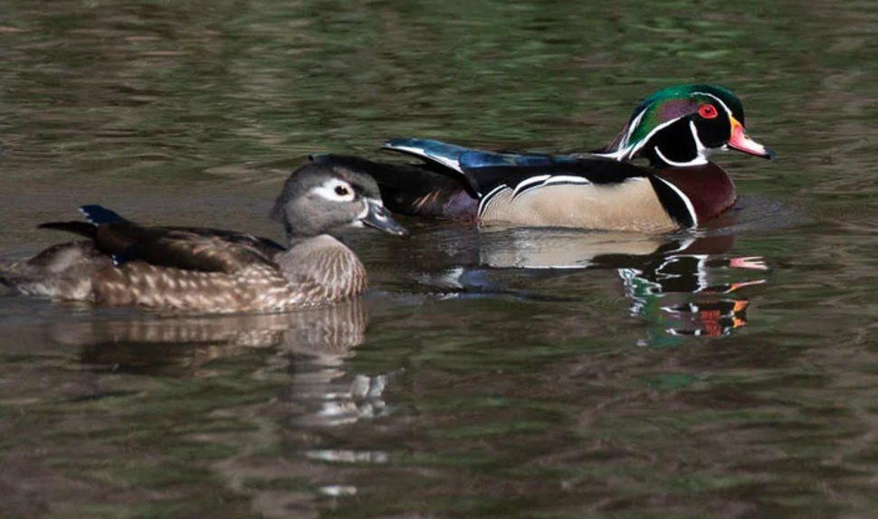 Insolite Ce Bebe Canard Est Eleve Par Un Hibou Le Matin