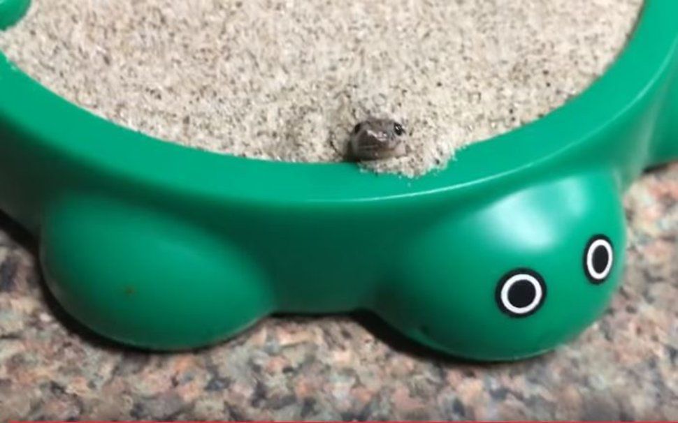 Mignon Un Bebe Serpent Joue Dans Un Bac A Sable Le Matin Mignon Un Bebe Serpent Joue Dans Un Bac A Sable Le Matin