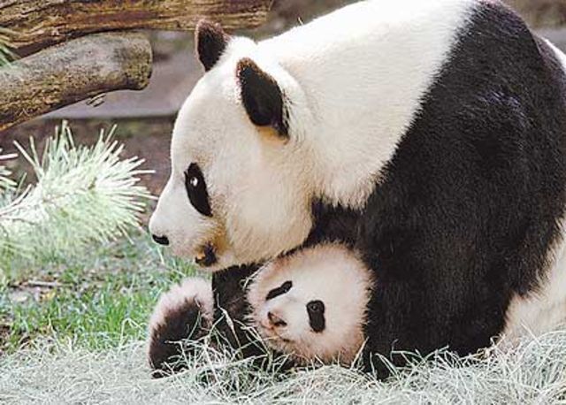 Zoo Sixieme Naissance D 39 Un Panda Geant A San Diego 24 Heures