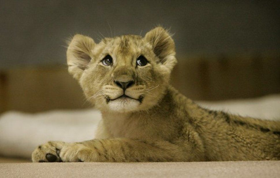 Mignon Les 50 Bebes Animaux Les Plus Craquants Le Matin