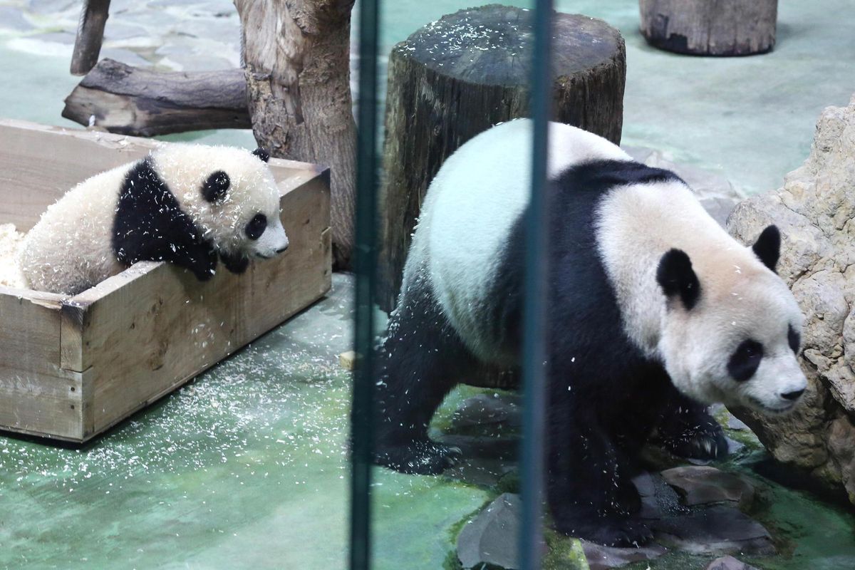 Taiwan Un Bebe Panda Fete Ses 6 Mois Devant Les Cameras Tribune De Geneve