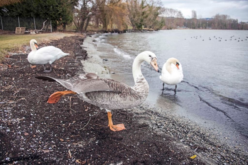 Vidy Voici Le Fruit Des Amours Du Jars Klaxon Et D Une Femelle Cygne