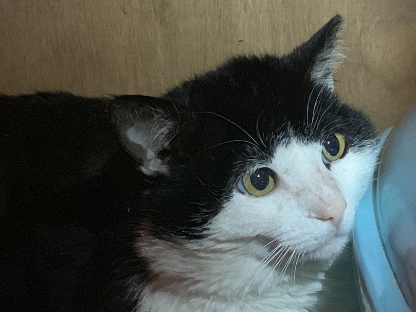 Sauvetage Baptise Al Capone Le Matou Bagarreur Mate A Noiraigue Le Matin