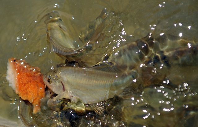 angeln im teich Kirchdorfer Teich ElianaIkung