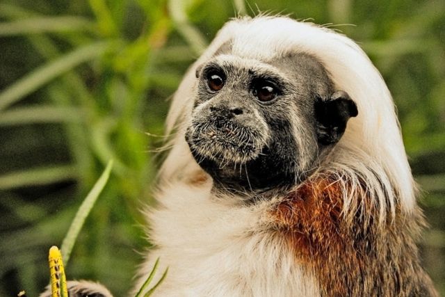 Pitchounette Est Une Veritable Star De Rock Au Pays Des Petits Singes Tribune De Geneve